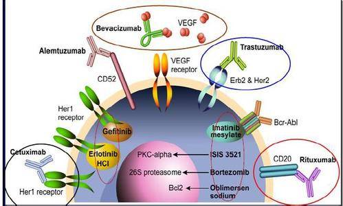 肿瘤分子靶向药物