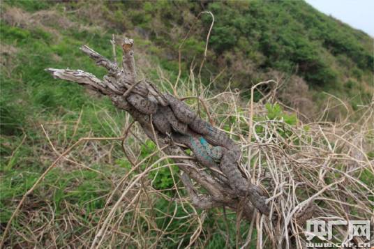 蛇岛自然保护区