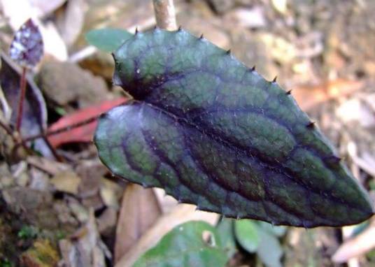 灯台兔儿风（菊科兔儿风属植物）