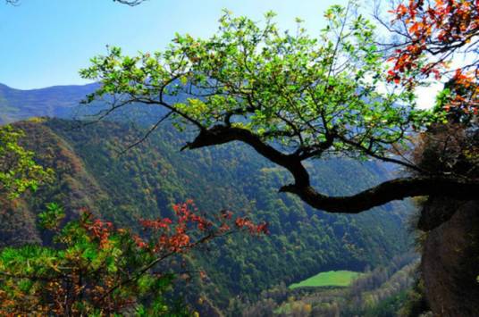 老君山（甘肃武山老君山）