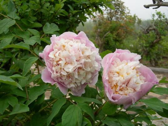 平湖秋月（芍药属牡丹栽培品种）