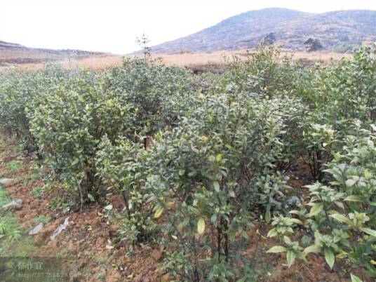 湖南中药材种植基地仿野生态种植园