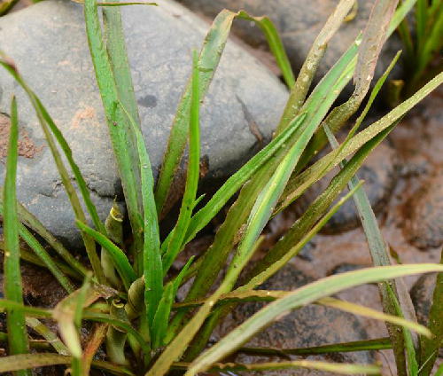 八仙过海（天南星科隐棒花属植物）