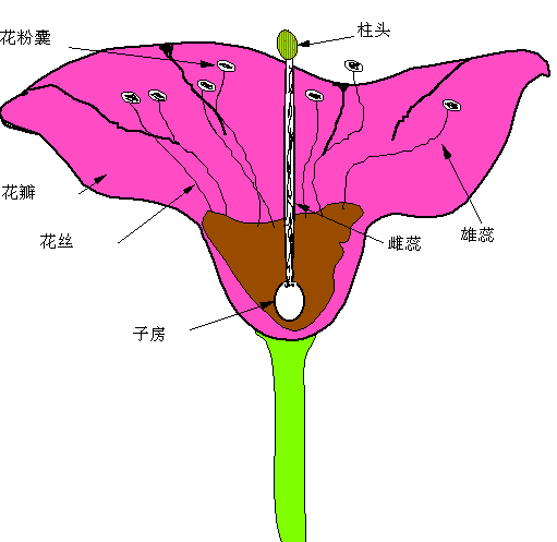 两性花