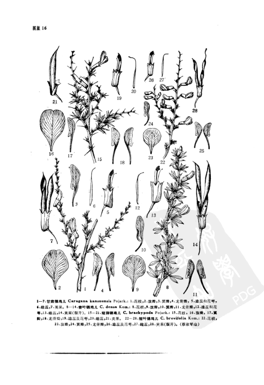 甘肃锦鸡儿