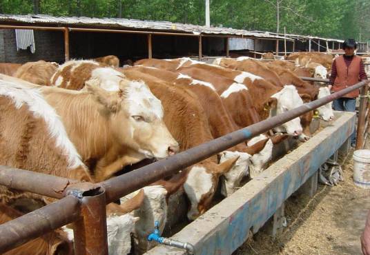 山西犇腾肉牛养殖场