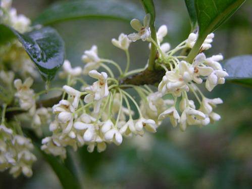 玉玲珑（桂花品种）