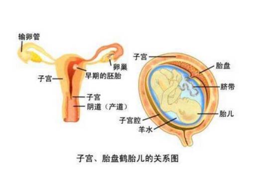 有性生殖