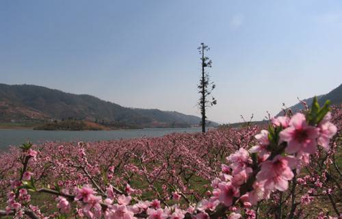 桃园风景区