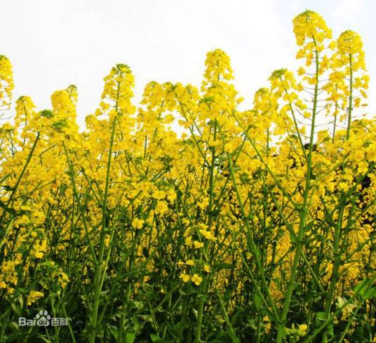 川油36（国审油2010002的十字花科芸苔属植物）