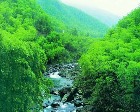 浙江安吉龙王山省级自然保护区