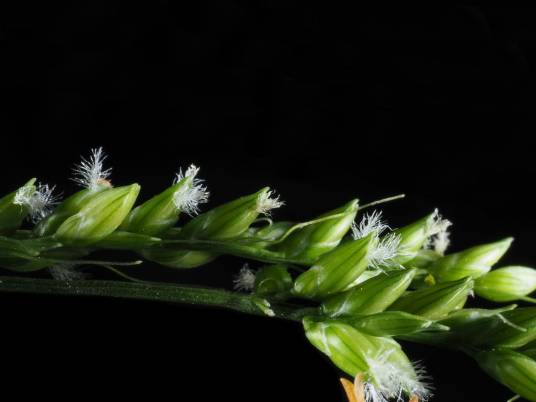 棕叶狗尾草（禾本科狗尾草属植物）