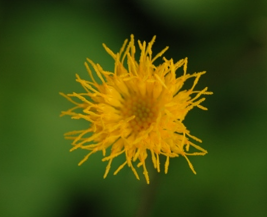 白子菜（菊科菊三七属植物）