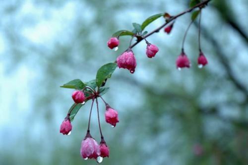 关于描写春雨的诗句