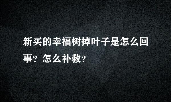 新买的幸福树掉叶子是怎么回事？怎么补救？