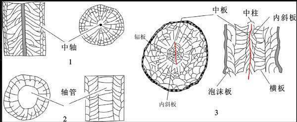 腔肠动物门的主要特征是什么？