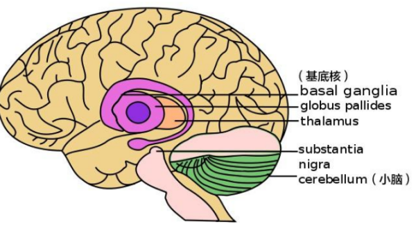 解剖学里面的基底核包括什么？