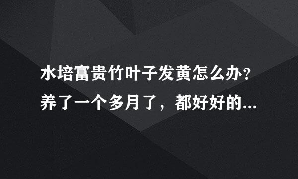 水培富贵竹叶子发黄怎么办？养了一个多月了，都好好的，怎么突然间发黄了！希望大家帮帮忙，谢谢了！