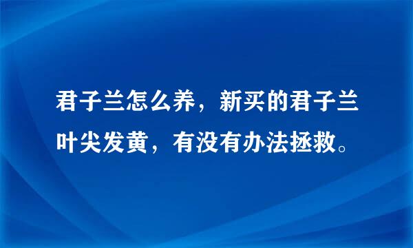 君子兰怎么养，新买的君子兰叶尖发黄，有没有办法拯救。