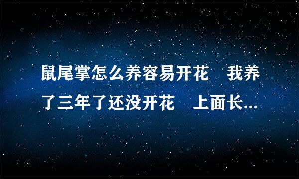 鼠尾掌怎么养容易开花 我养了三年了还没开花 上面长了好多小来自的应不应该去掉