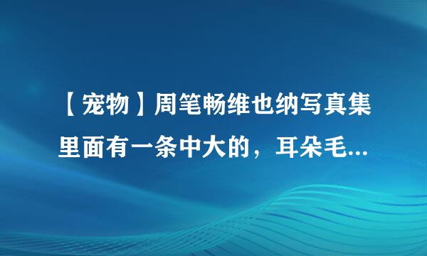 【宠物】周笔畅维也纳写真集里面有一条中大的，耳朵毛卷卷的，巧克力色的狗