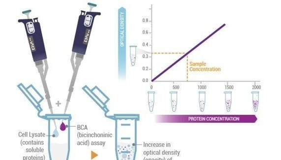bradfor来自d法测蛋白浓度怎么测?