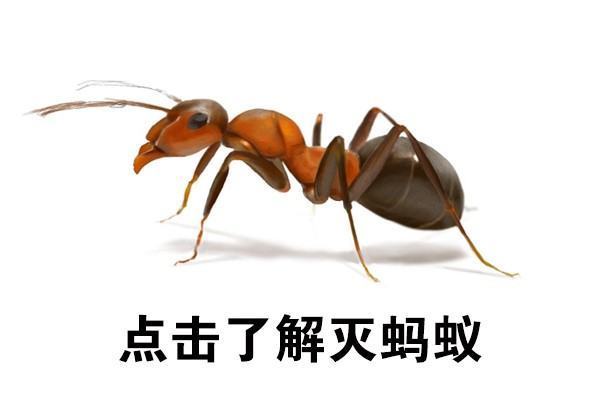 家中到处都是黄蚂蚁怎么办？