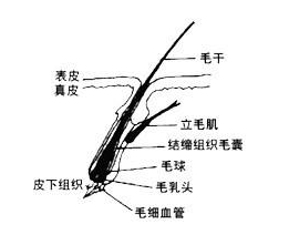 发梢是什么意思