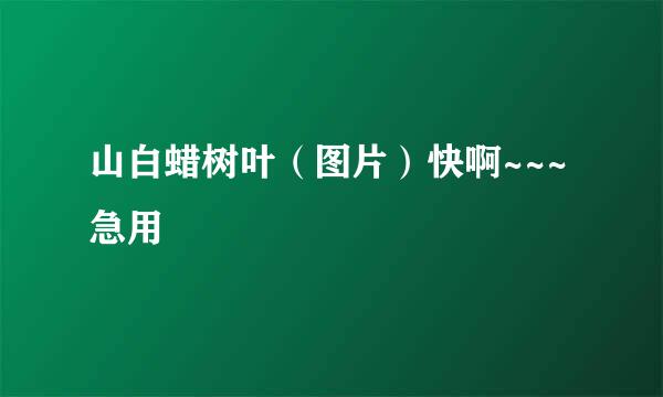 山白蜡树叶（图片）快啊~~~急用