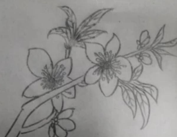 怎么画桃花（铅笔画）简笔画图片来自