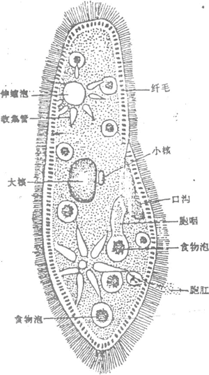 大草履虫的生理特征