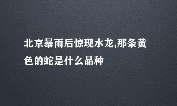 北京暴雨后惊现水龙,那条黄色的蛇是什么品种