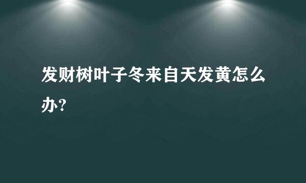 发财树叶子冬来自天发黄怎么办?