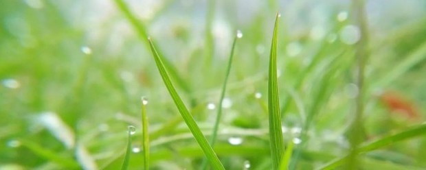 天街小雨润如酥的意思