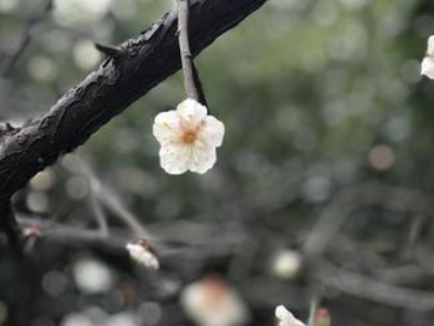 《风会记得一朵花的香》好词好句有哪些？