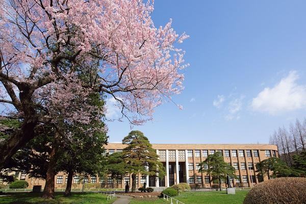 tohoku university排名