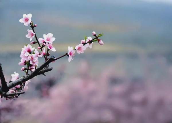 桃花灼来自灼宜室宜家全诗是什么？