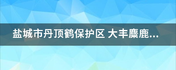 盐城来自市丹顶鹤保护区 大丰麋鹿自然保护区