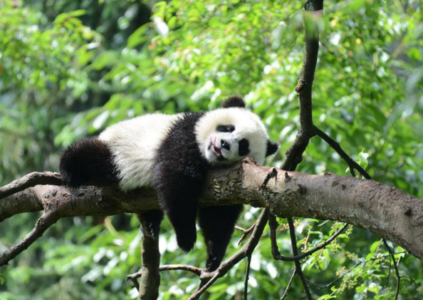 关于熊猫的外形特点和生活习惯