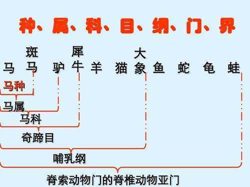 界 门 纲 目 科 属 种的英文怎么说？