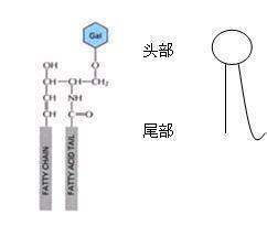 什么是磷脂分子层