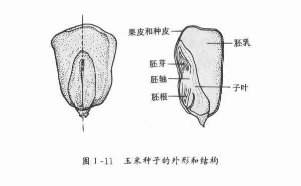 玉米种子结构图