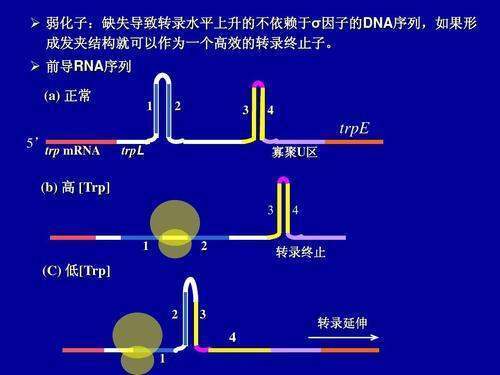 cds序列包含终止子吗