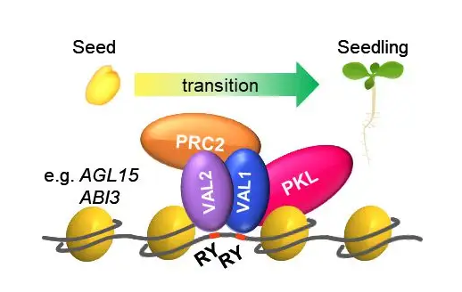 plant cell影响因子