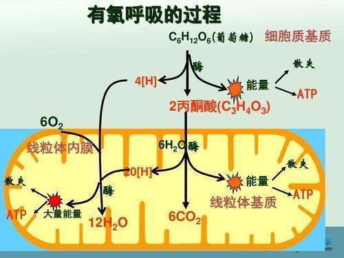 细胞呼吸的过程