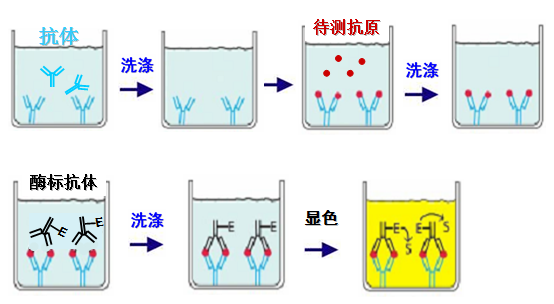 什么是酶联仍晚正啊述厚免疫法？