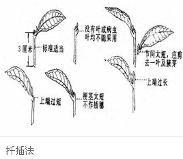 什么叫扦插象女法