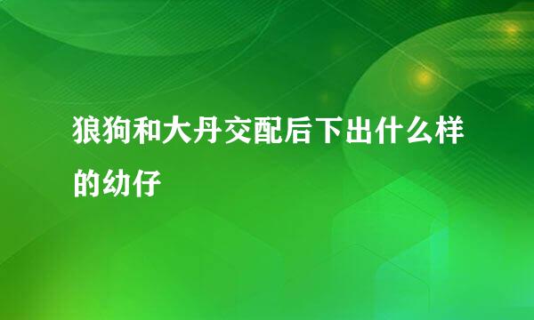 狼狗和大丹交配后下出什么样的幼仔