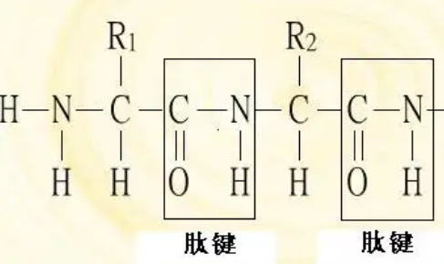 肽键结构式