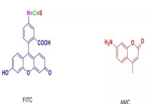 fitc荧光标记原理